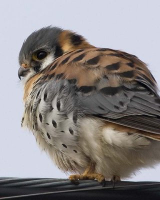 Kestrel35R.jpg