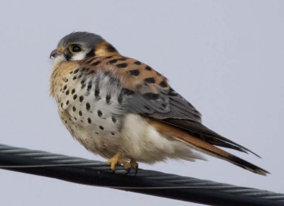 Kestrel42.jpg