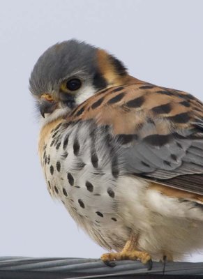 Kestrel44.jpg