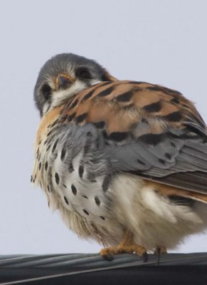 Kestrel45.jpg