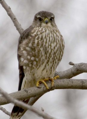 Merlin33.jpg