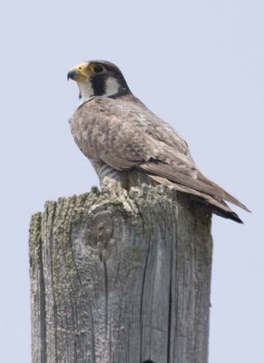 PeregrineFalcon13R.jpg