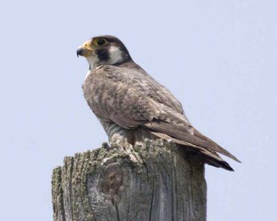 PeregrineFalcon14R.jpg
