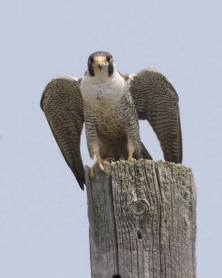 PeregrineFalcon16R.jpg