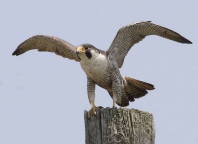 PeregrineFalcon20R.jpg