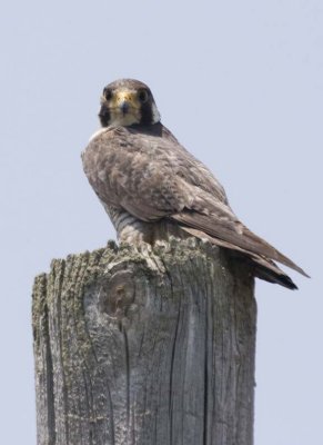 PeregrineFalcon24.jpg