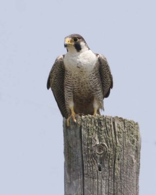 PeregrineFalcon26.jpg