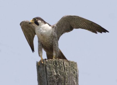 PeregrineFalcon28.jpg