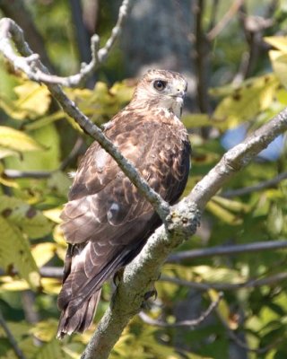 BroadwingedHawk15.jpg