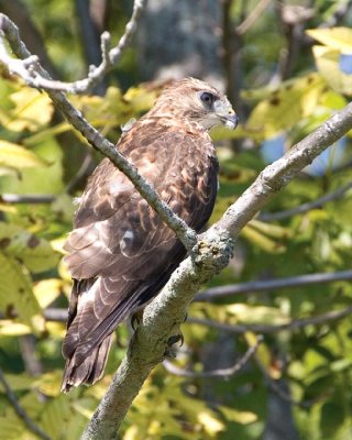 BroadwingedHawk19.jpg
