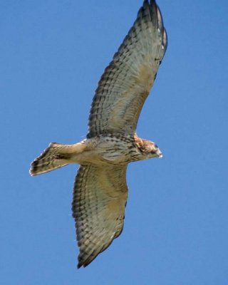 BroadwingedHawk26.jpg