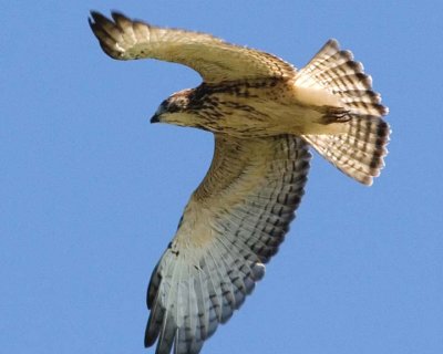 BroadwingedHawk28.jpg
