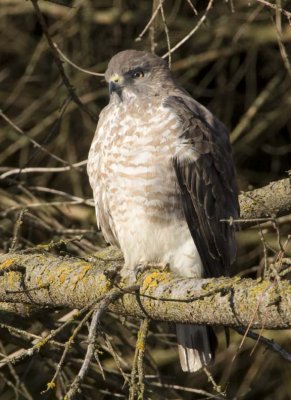 BroadwingedHawk31.jpg