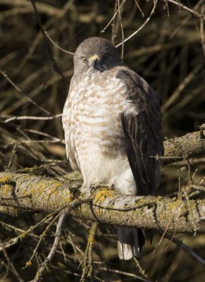 BroadwingedHawk32.jpg