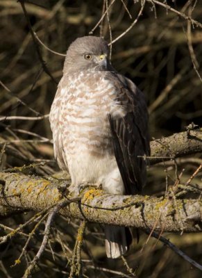 BroadwingedHawk33.jpg