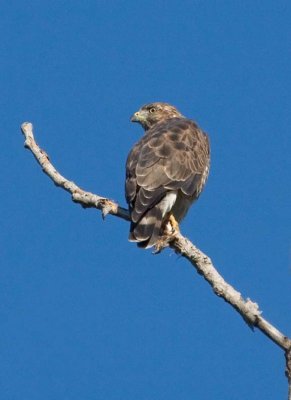 BroadwingedHawk38.jpg