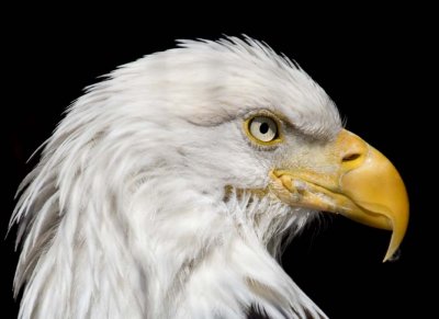 BaldEagle189.jpg