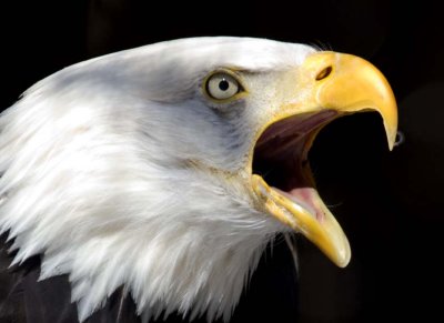 BaldEagle191.jpg