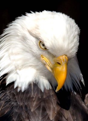 BaldEagle192.jpg