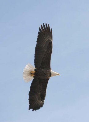 BaldEagle204.jpg