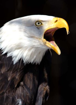 BaldEagle339.jpg