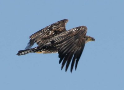 BaldEagle357.jpg