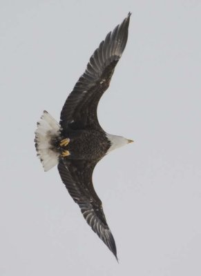 BaldEagle371.jpg