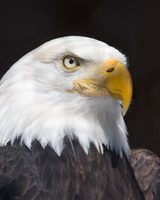 BaldEagle47.jpg