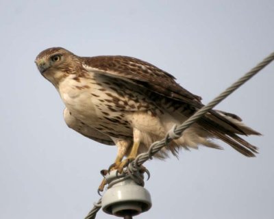 RedTailedHawk10.jpg