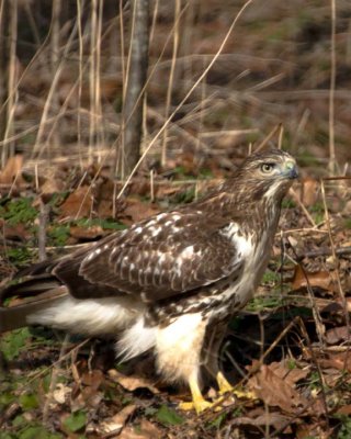 RedTailedHawk109.jpg