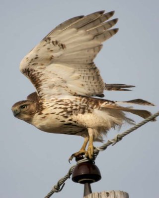 RedTailedHawk12.jpg