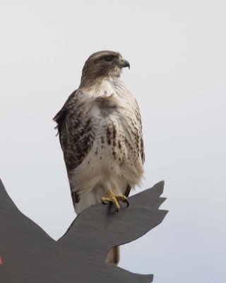 RedTailedHawk129R.jpg