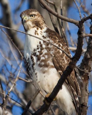 RedTailedHawk149.jpg