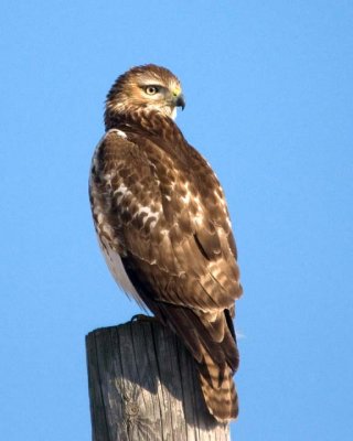 RedTailedHawk157.jpg