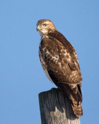 RedTailedHawk159.jpg