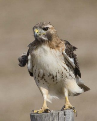 RedTailedHawk173R.jpg