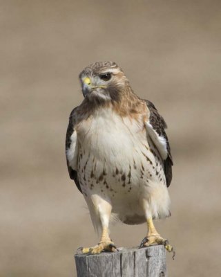 RedTailedHawk174R.jpg