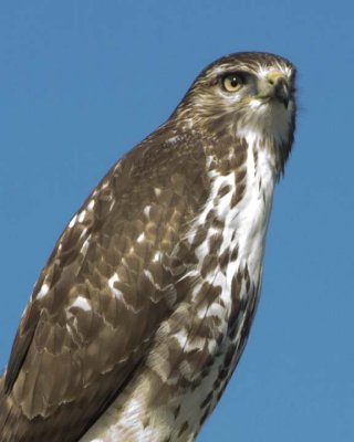 RedTailedHawk193.jpg