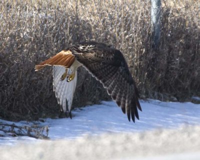 RedTailedHawk207R.jpg