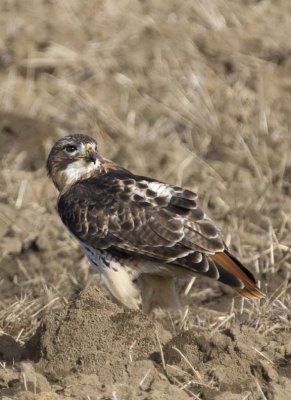RedTailedHawk212R.jpg
