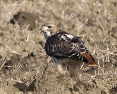 RedTailedHawk213R.jpg