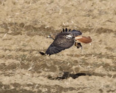 RedTailedHawk215R.jpg
