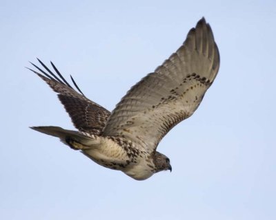 RedTailedHawk219R.jpg