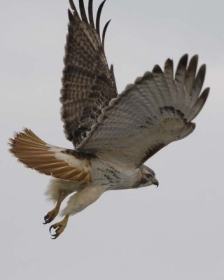 RedTailedHawk239R.jpg