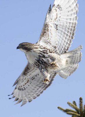 RedTailedHawk241R.jpg