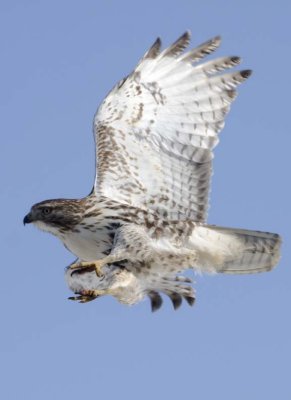 RedTailedHawk242R.jpg