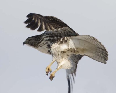 RedTailedHawk245R.jpg