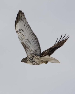 RedTailedHawk246R.jpg