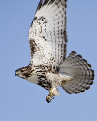 RedTailedHawk250R.jpg