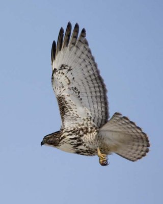 RedTailedHawk251R.jpg